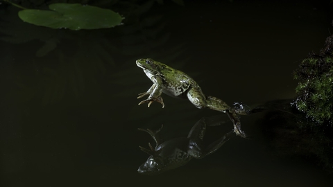 Marsh frog