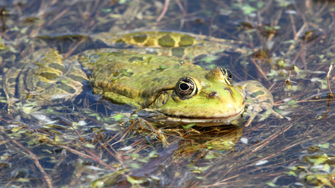 A marsh frog floating at the surface of a pond