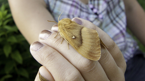 An oak eggar moth resting on woman's hand