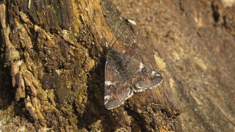 Orange underwing