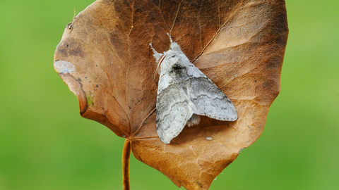 A pale tussock moth rests on a dead leaf, its fluffy legs held out in front of its body.