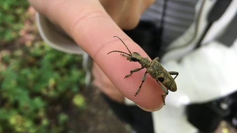 A black-spotted longhorn beetle perched on a woman's finger