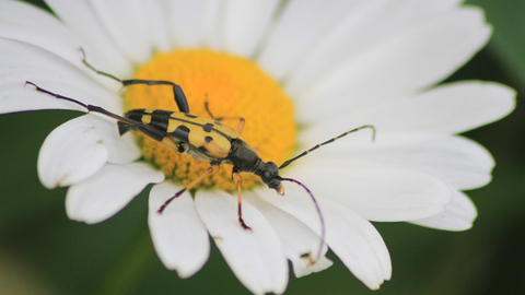 A black-and-yellow longhorn beetle on an oxe-eye daisy