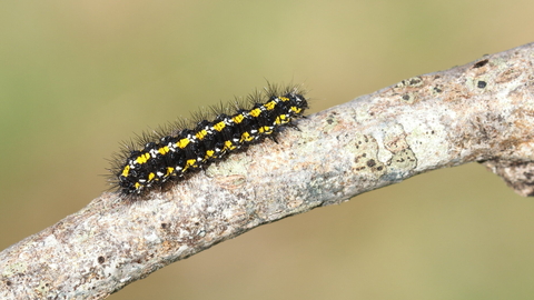 A scarlet tiger caterpillar, black with yellow stripes, crawling across a tree branch