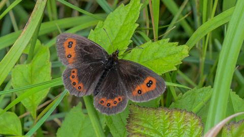 A Scotch argus butterfly resting on a leaf, its brown wings open showing the orange patches and black-bordered white spots