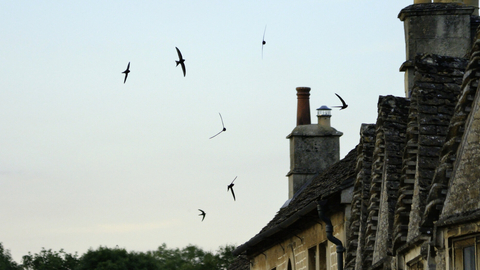 Common swift (Apus apus) screaming party silhouetted against the sky as they fly in formation over cottage roofs at dusk