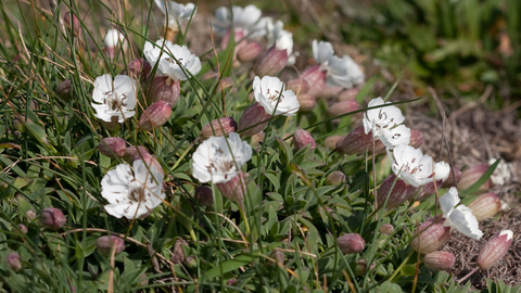 sea campion