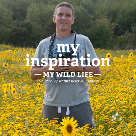 Iolo stands in a field of sunflowers