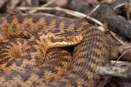 Adder