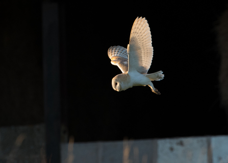 Barn Owl