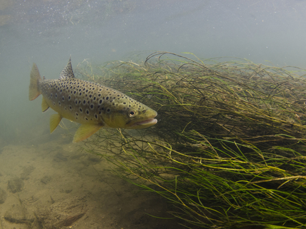 Brown Trout