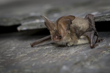 Brown Long-eared Bat