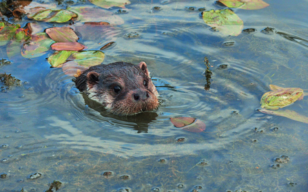 Otter