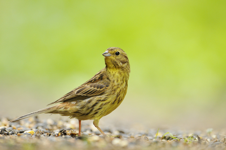 Yellowhammer