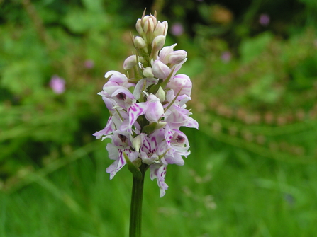 Common Spotted Orchid