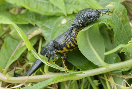 Great-crested Newt