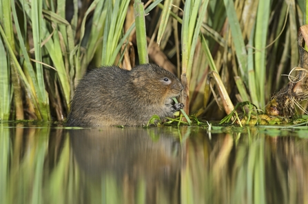 Water Vole