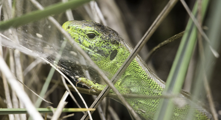 sand lizard