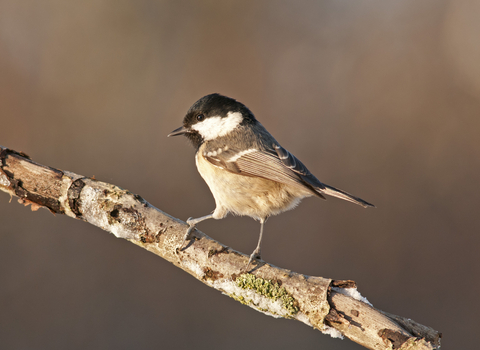 Coal tit