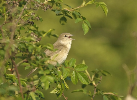 Garden warbler