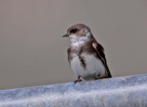 Sand martin