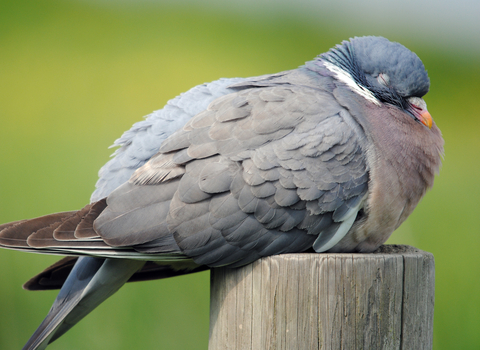 Woodpigeon