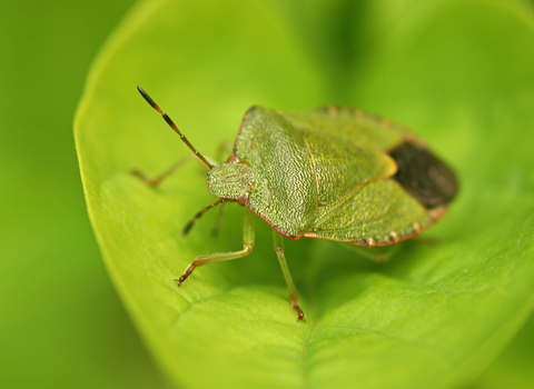 Common Green Shield Bug