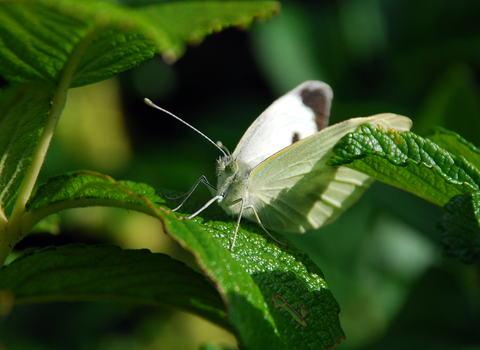 Large White butterfly