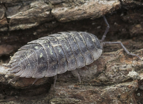 Common Woodlouse