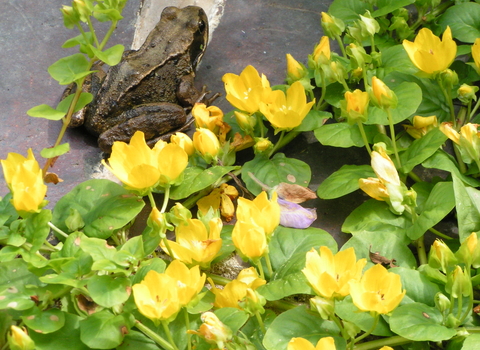 Creeping Jenny