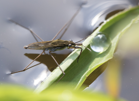 Common Pond Skater