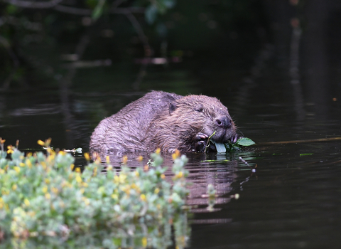 Beaver eating