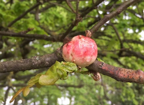 oak apple gall