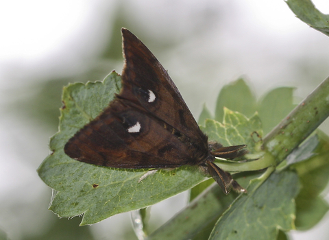 Male vapourer moth