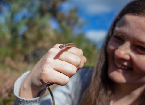 Slow Worm being held by licensed surveyor 