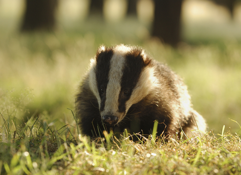 Badger