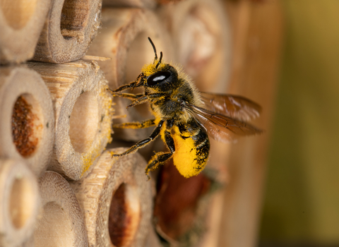 Leaf cutter bee entering bug hotel