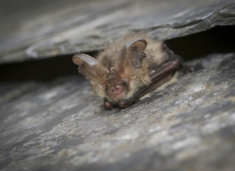 Brown Long Eared Bat