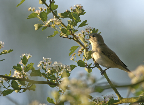 Nightingale