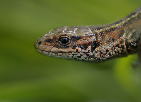 Common Lizard