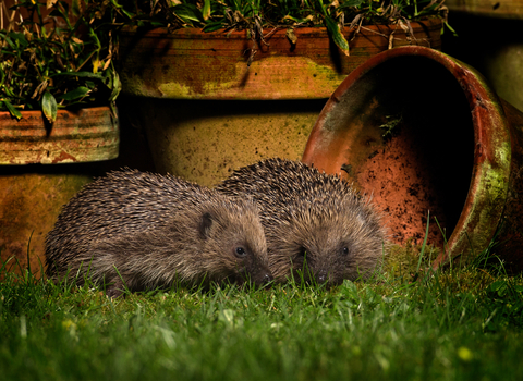 Hedgehogs in garden