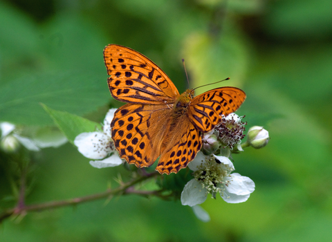 Silver-washed fritillary 