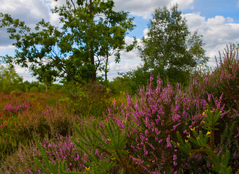 Heathland