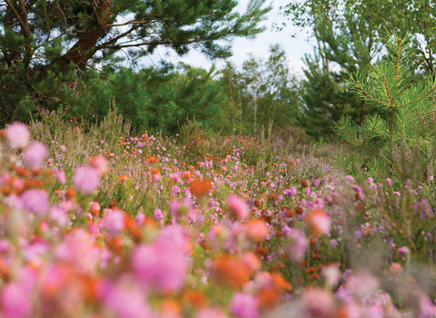 Heathland