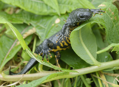 Great-crested Newt