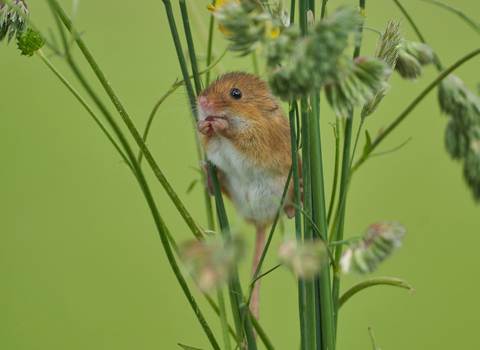 Harvest Mouse