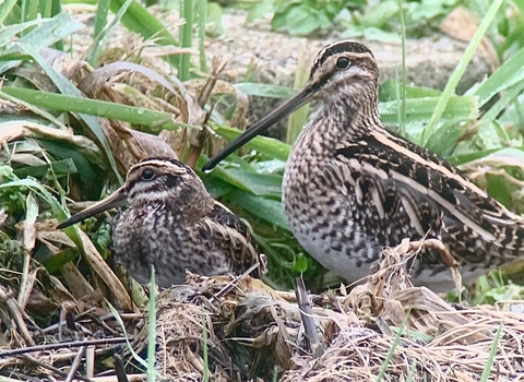 A jack snipe standing next to a common snipe in a grassy patch. The jack snipe is noticeably smaller, with a shorter beak and more heavily patterned face