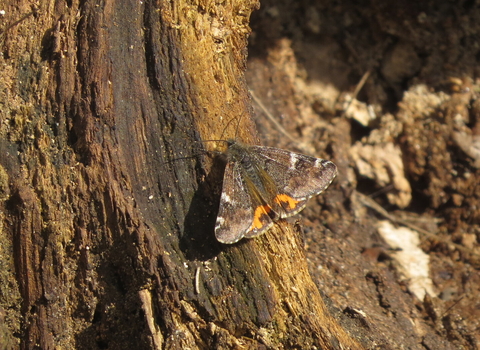 Orange underwing