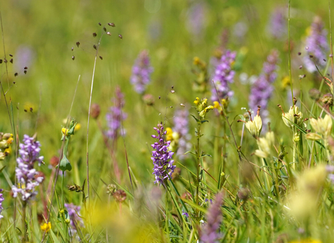 A collection of wildflowers blooming in a meadow, including the purple towers of common spoted orchids